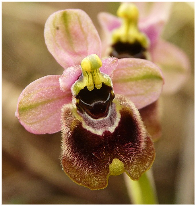 Ophrys tenthredifera strana e Serapias cordigera